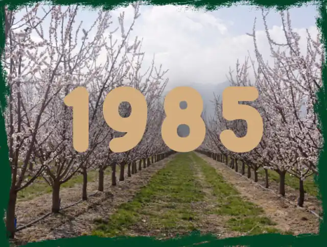 IFS Food — Dried Apricot Exporter Since 1985, Malatya Turkey